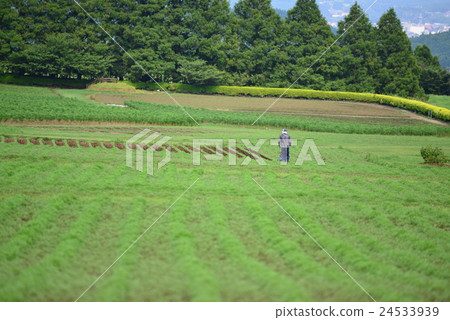 生駒高原 生駒高原 24533939