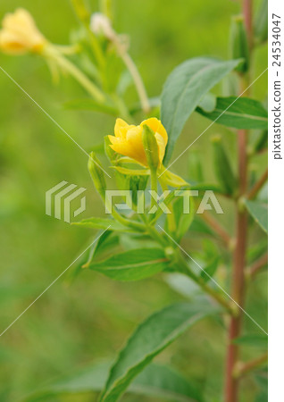 性交鷹.1 24534047