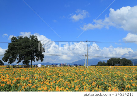 Akeumu Himawari節水平構圖 24534215