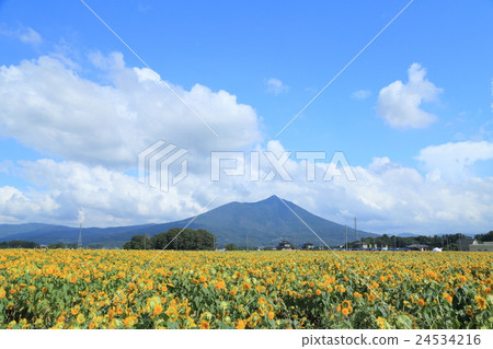 Akeumu向日葵節Mt. Tsukuba中央水平的構成 24534216