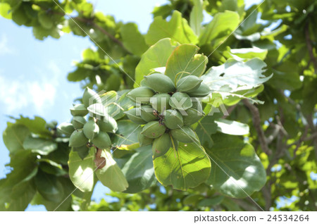 Fruit of Kobatishi 24534264