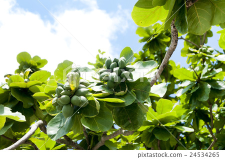 Fruit of Kobatishi 24534265