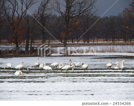 Swallowing swallowing in fields 24534266