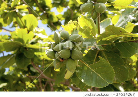 Fruit of Kobatishi 24534267