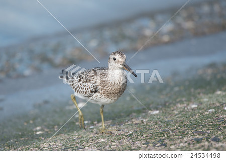 在途中在吉野川工作的Obashigi 24534498