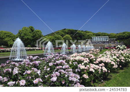 Roses blooming Suma Rikyu Park 24534783