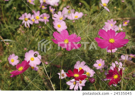 Cosmos flowers 24535045