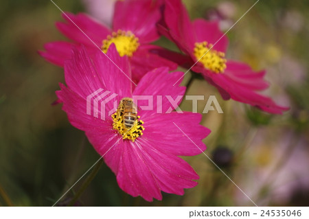 Cosmos flowers 24535046
