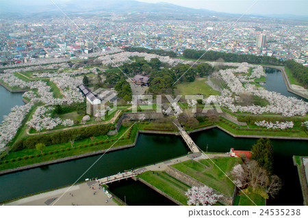 櫻花盛開五棱郭公園（從五棱郭塔觀）/北海道 24535238