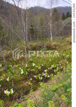 Hokkaido, Namifurano-cho Near Ochiai · Group of Mizubasho blooming in wetlands of the Sorachi River 24535269