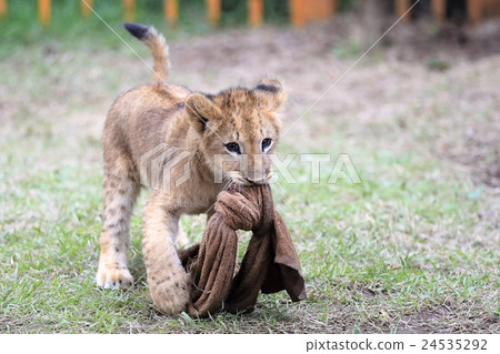 Lion's baby 24535292