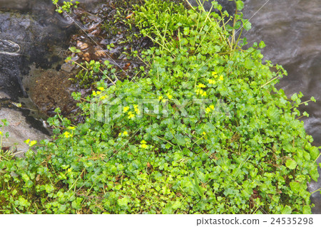 Mossy flowers of mysterious moss "Mt. Asahayama source water heavy snow" moss flower / Hokkaido Kamikawa-gun Higashikawa cho Nokanan 24535298