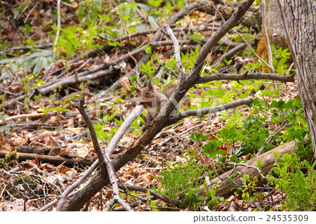 Ezoris eating tree nuts / at the state-owned Takino Suzuran Hill Park / Hokkaido Sapporo City Minami-ku 24535309