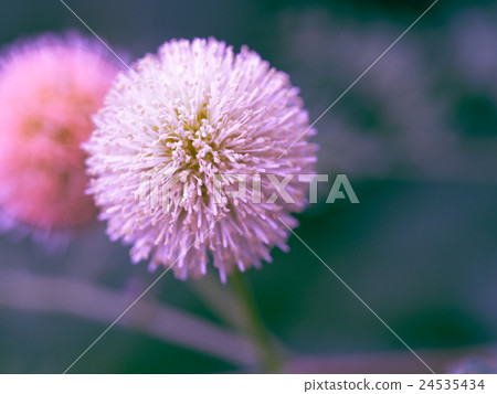 The White Popinac Flower. 24535434