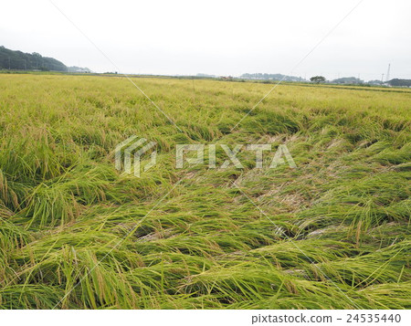 大米在颱風中坍塌 24535440