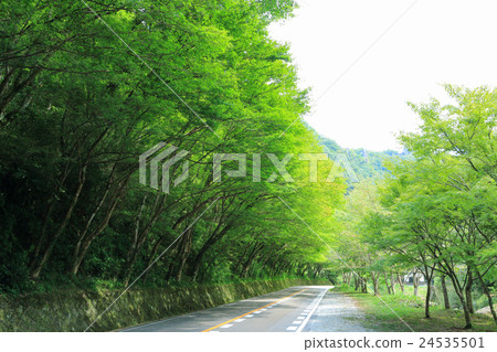 Summer Hirakishi Momiji (near Yaega Kokue Hakkei) ③ 24535501