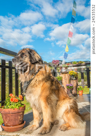 Big mountain dog 24535532