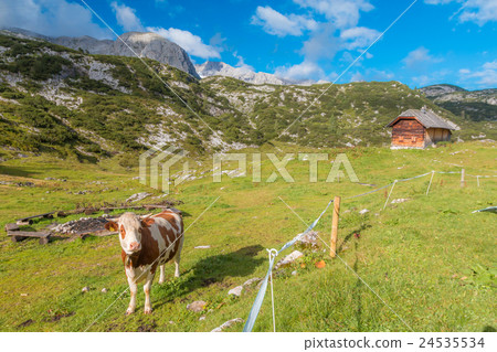 Cow in Austrian Alps 24535534