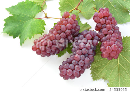 Delaware and grape leaves 24535935