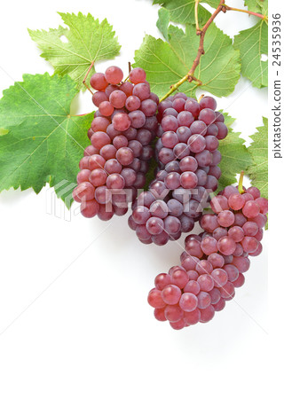 Delaware and grape leaves 24535936