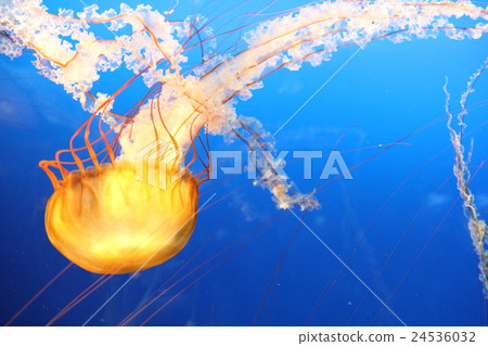 籠子 24536032