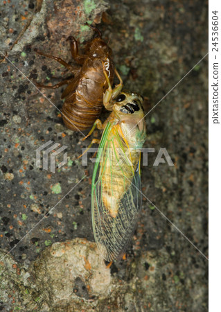 Emergence of a cicada 24536604