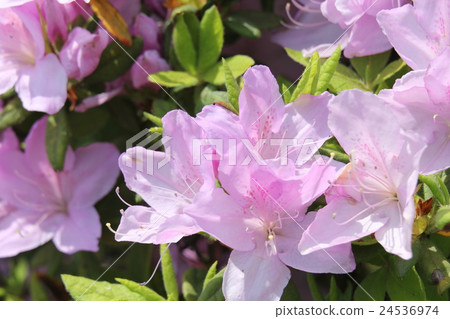 Moti Azalea 24536974