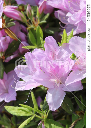 Moti Azalea Moti Azalea 24536975
