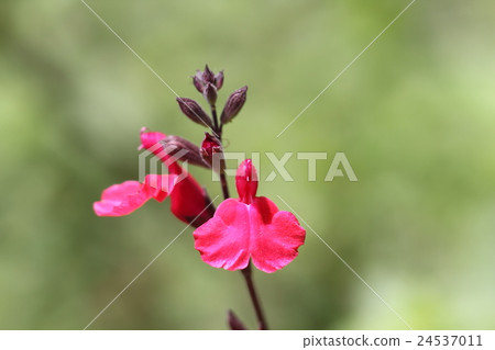 阿基諾紅花丹參 24537011