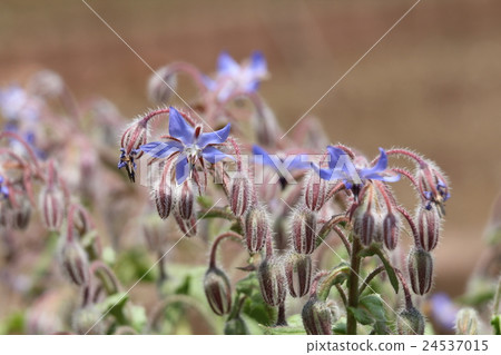 琉璃苣 24537015
