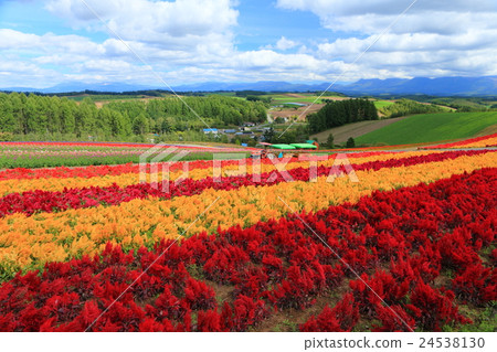Biei Four Seasons Ayano no Oka 24538130