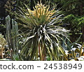 Blooming palm tree 24538949