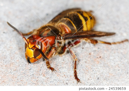 European hornet (Vespa crabro) 24539659