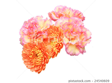 Gerbera and Carnation Gerbera and Carnation 24540609