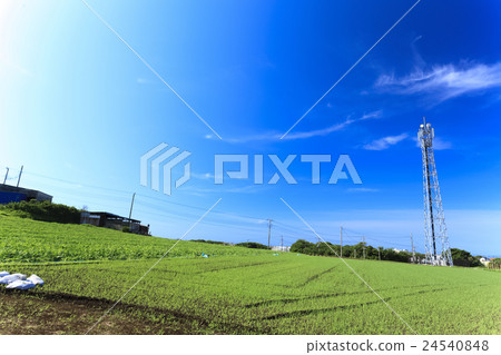 Summer field in fine weather Summer field in fine weather 24540848
