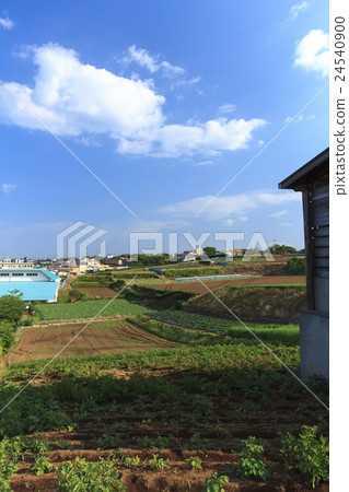Summer field in fine weather Summer field in fine weather 24540900