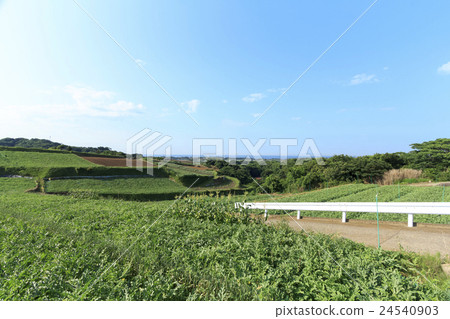 Summer field in fine weather Summer field in fine weather 24540903