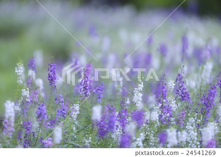 藍丹參 藍丹參 24541269