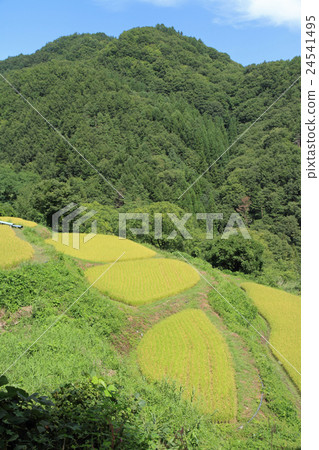 Shintaro Rice terrace Japan's Tanada 100 Chosen Nagano Prefecture Omachi Yasaka Shintaro Rice terrace Japan's Tanada 100 Chosen Nagano Prefecture Omachi Yasaka 24541495