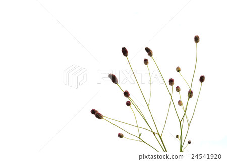 Waxmocorp white back 24541920