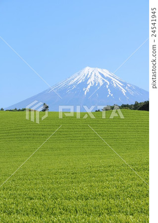 美麗的富士山和茶園的風景 美麗的富士山和茶園的風景 24541945