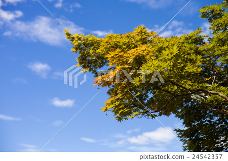 Blue sky, clouds Autumn leaves Blue sky, clouds Autumn leaves 24542357
