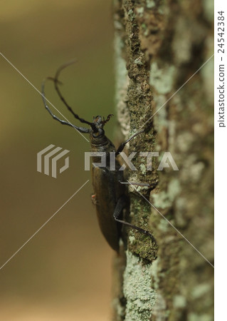 A living thing insects Miyama Kamikiri, I was slightly surprised to meet a wilting in a miscellaneous forest. One of the largest beetle in Japan A living thing insects Miyama Kamikiri, I was slightly surprised to meet a wilting in a miscellaneous forest. One of the largest beetle in Japan 24542384