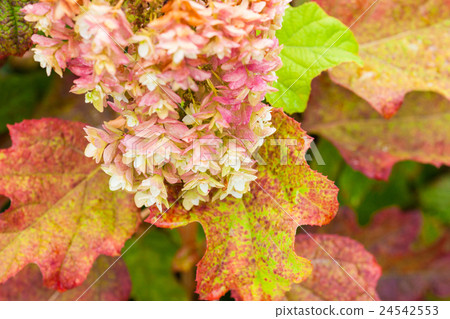 Kashiwa leaf hydrangea autumn leaves 24542553