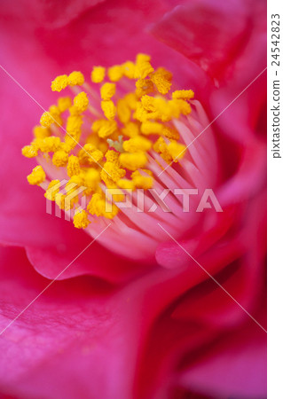 茶花 茶花 24542823