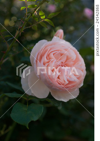 rose, close up, closeup 24542868