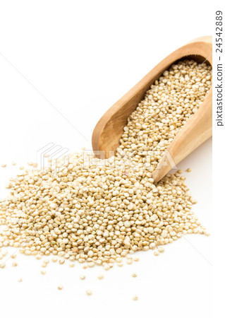 Germination Quinoa: Sprouted Quinoa Germination Quinoa: Sprouted Quinoa 24542889
