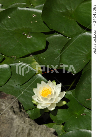 Water lily of Tachibanaji Water lily of Tachibanaji 24543065