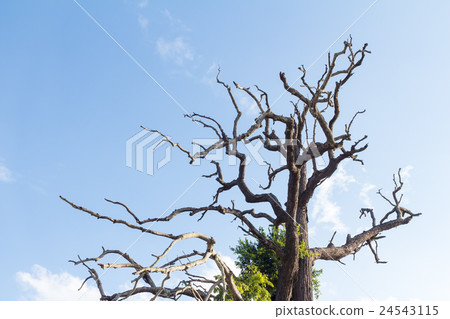 dead tree 24543115