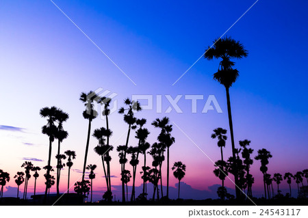 palm trees silhouette on beautiful sunset 24543117